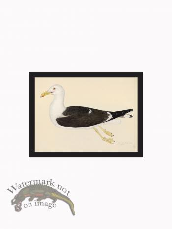 Rudbeck CFA_BF 23 GULL